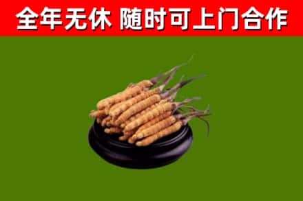 漳州烟酒回收冬虫夏草.jpg